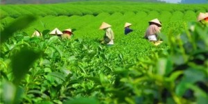 2021年貴州石阡苔茶春茶價(jià)格是多少？