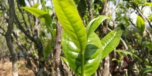 2021年梅子箐古樹茶批發(fā)價格與口感特點